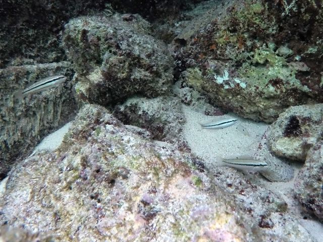 Slippery Dick Wrass Jucenile (3