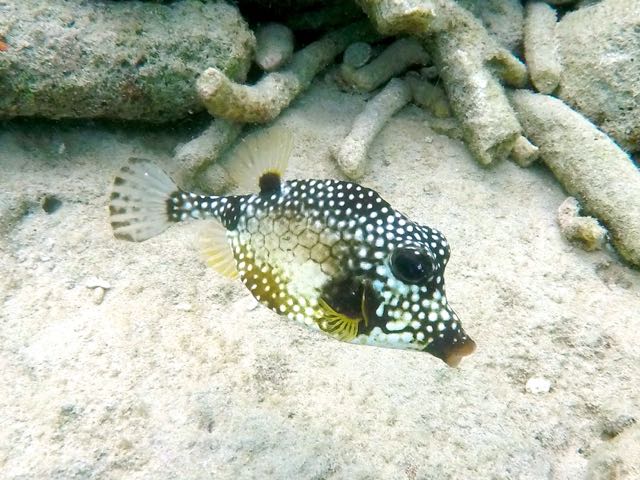Smooth Trunkfish (6