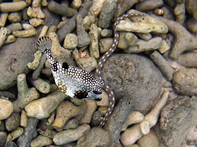 Smooth Trunkfish & Sharptail Eel (12