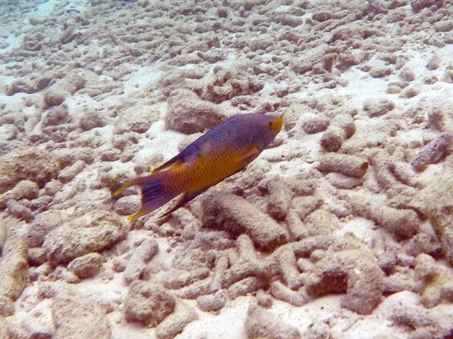 Spanish Hogfish (8