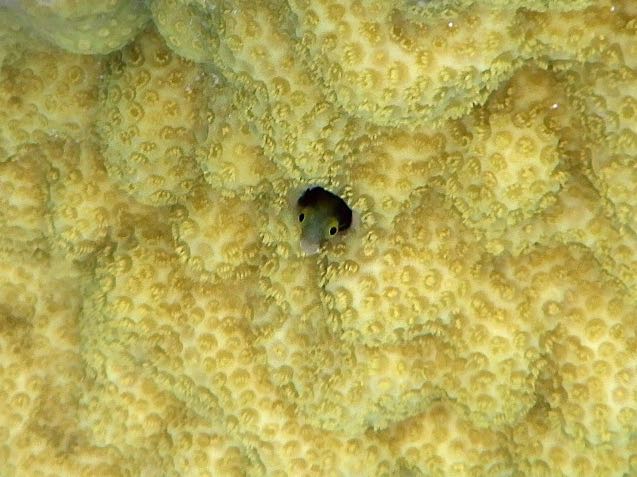 Spinyhead Blenny (1