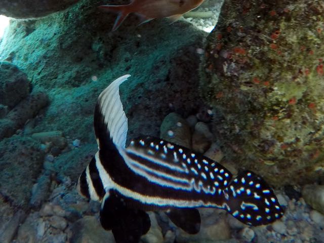 Spotted Drum (8