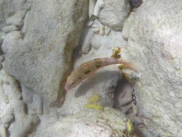 Spotted Goatfish (10
