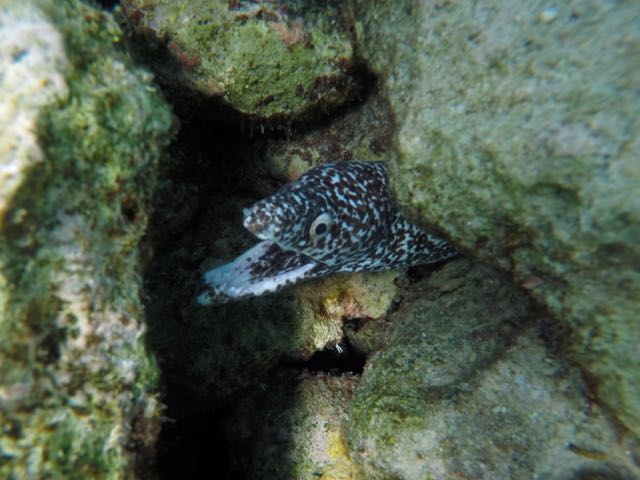 Spotted Moray eel (3 ft)
