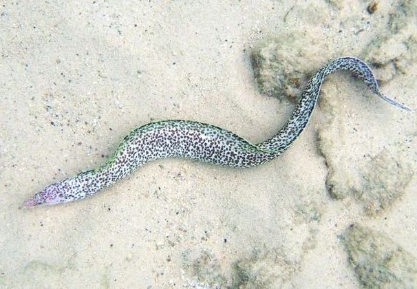 Spotted Moray Eel (4')