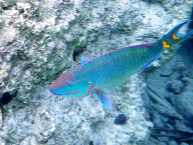 Stoplight Parrotfish (12