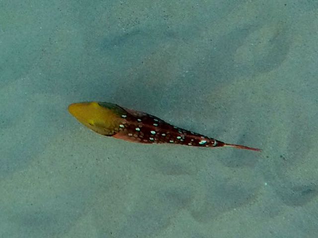 Stoplight Parrotfish Initial Phase (6