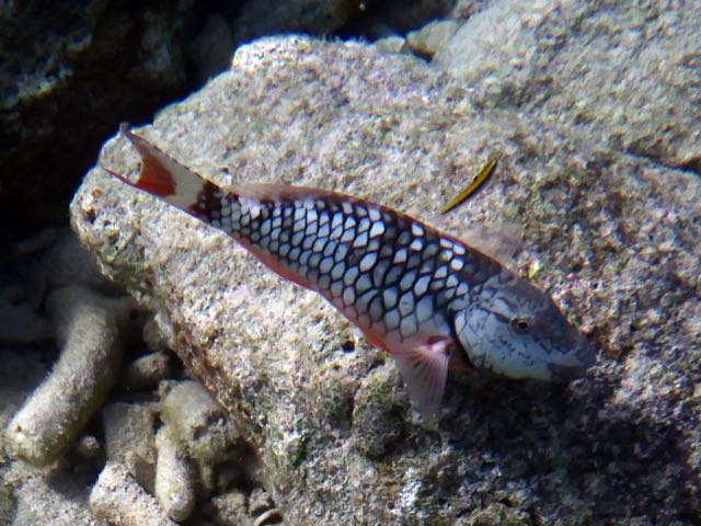 Stoplight Parrotfish Juvenile (8