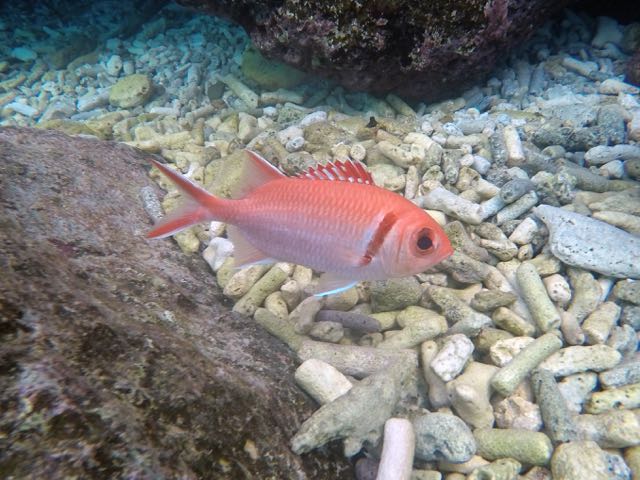 Blackbar Soldierfish (6