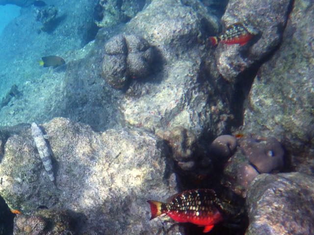 Stopplight Parrotfish Juveniles 