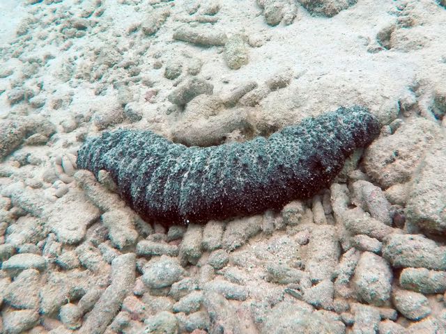 Three-Rowed Sea Cucumber 