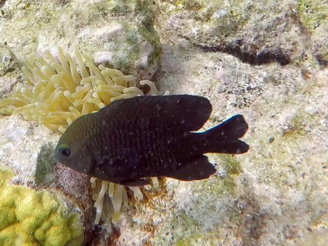 Threespot Damselfish (4