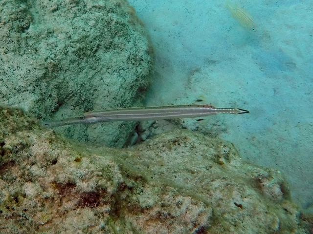 Trumpetfish (12