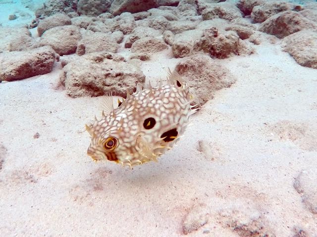 Web Burrfish (6