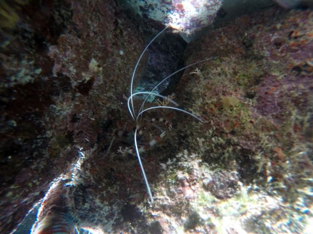 Banded Coral Shrimp