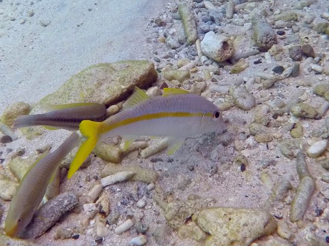 Yellow Goatfish (8