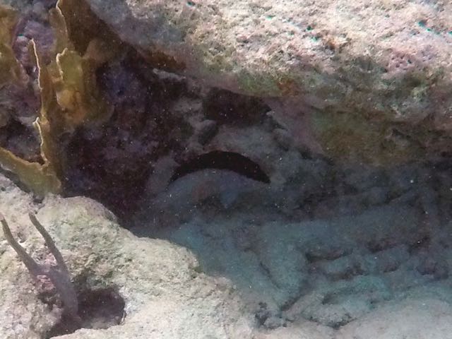 Yellowmouth Grouper Juvenile (10