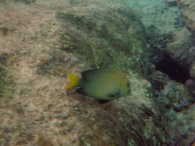 Yellowtail Damselfish Female (6