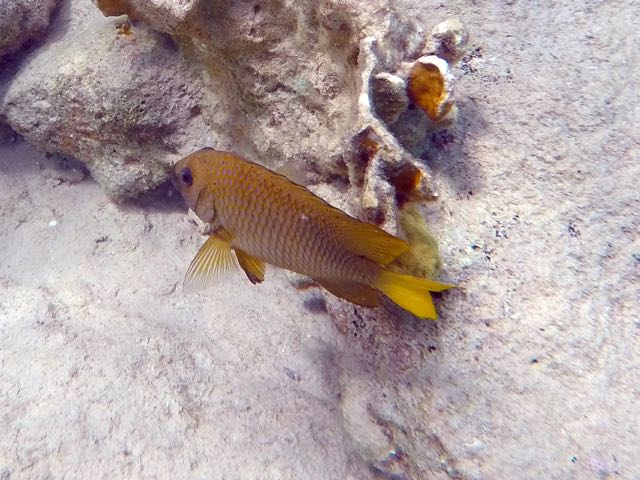 Yellowtail Damselfish Female (6