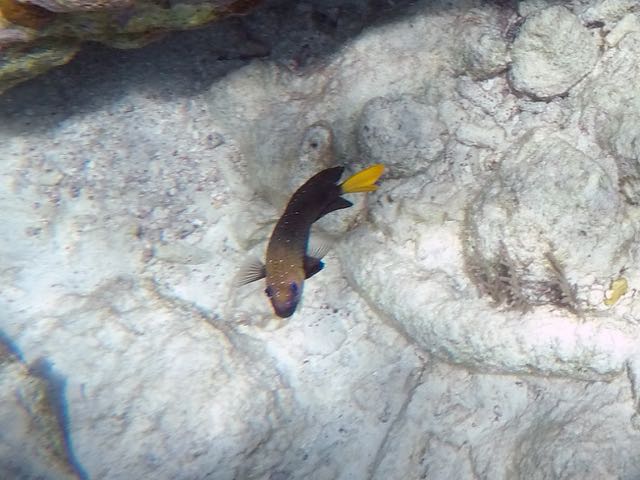 Yellowtail Damselfish Female (6