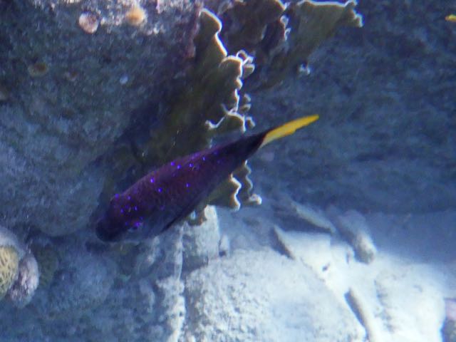 Yellowtail Damselfish Male (6