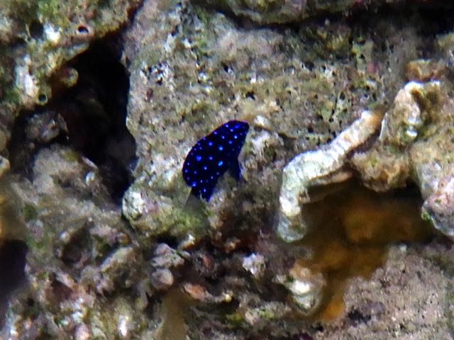 Yellowtail Damselfish Male Juvenile (1
