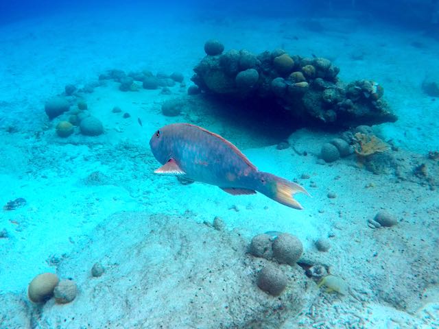 Yellowtail Parrotfish (12
