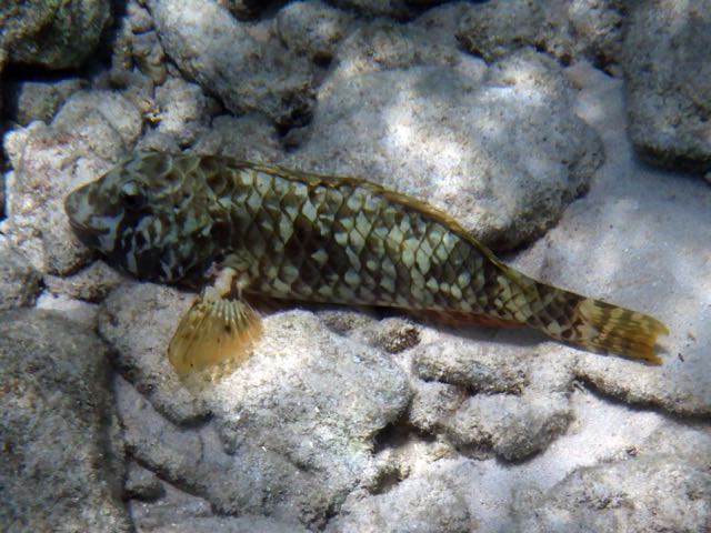 Yellowtail Parrotfish Juvenile (12