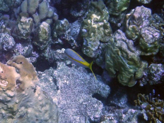 Yellowtail Snapper (12