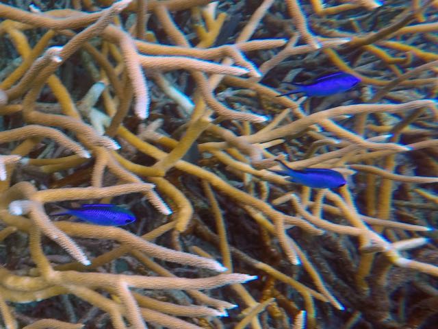 Blue Chromis (4