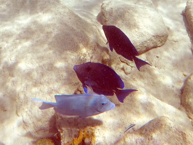Blue Tang (6