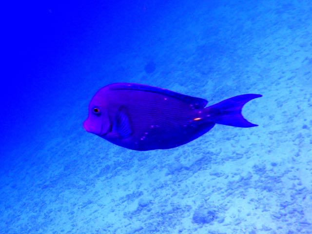 Blue Tang (8