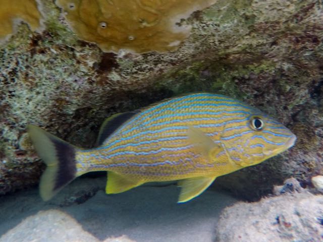 Bluestriped Grunt (10