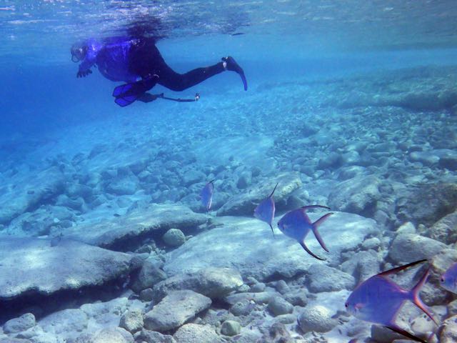 Bobfish & Palometa 