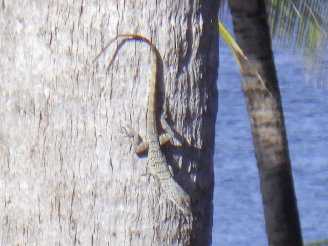 Bonaire Anole (4
