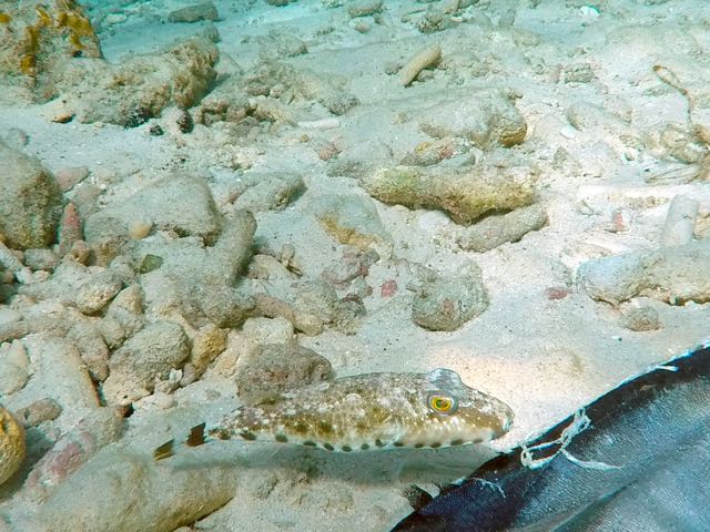 Bandtail Puffer (8