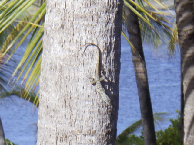 Bonaire Anole (4