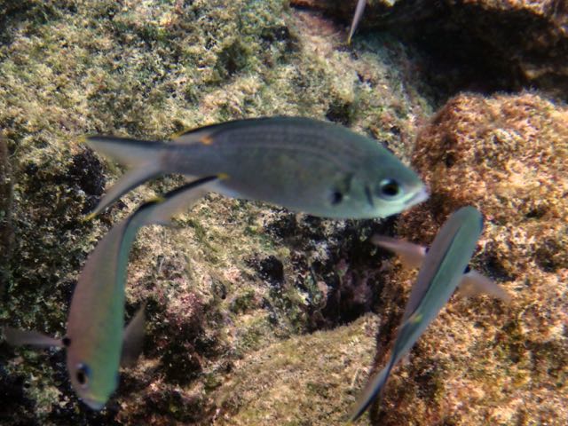 Brown Chromis (2