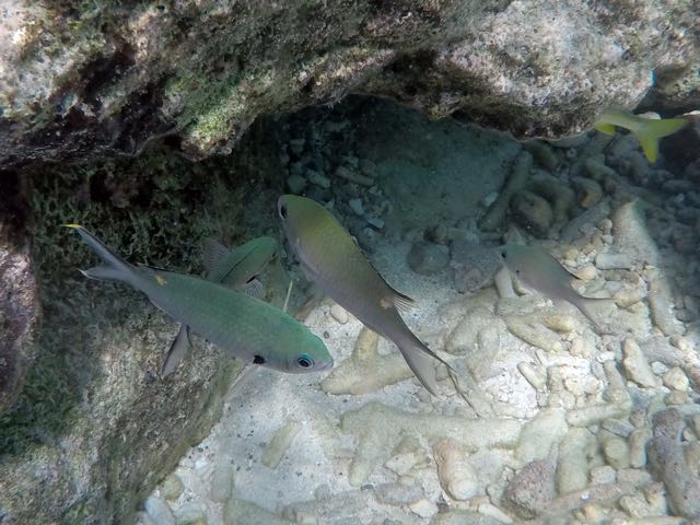 Brown Chromis (6
