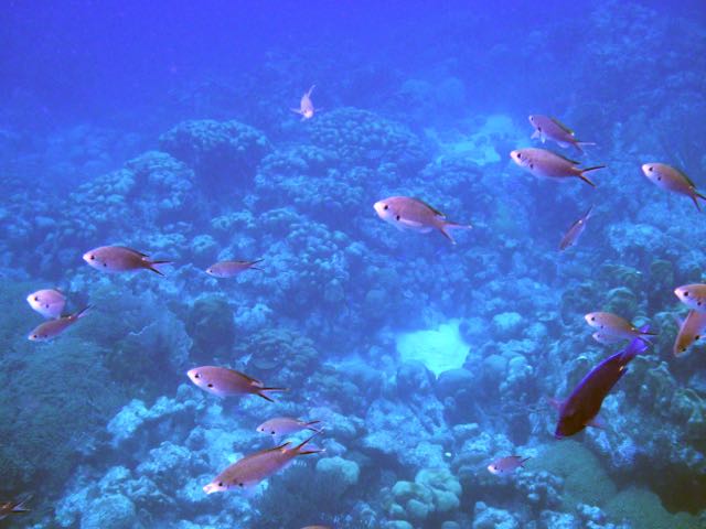 Brown Chromis, (4
