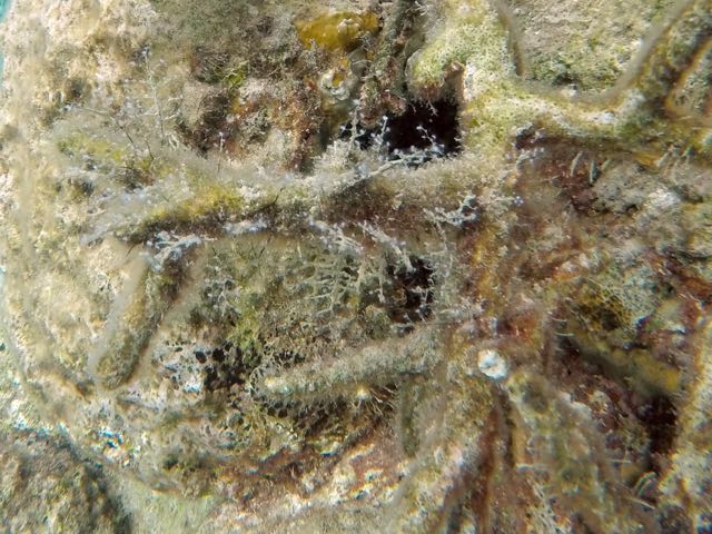 Christmas Tree Hydroid