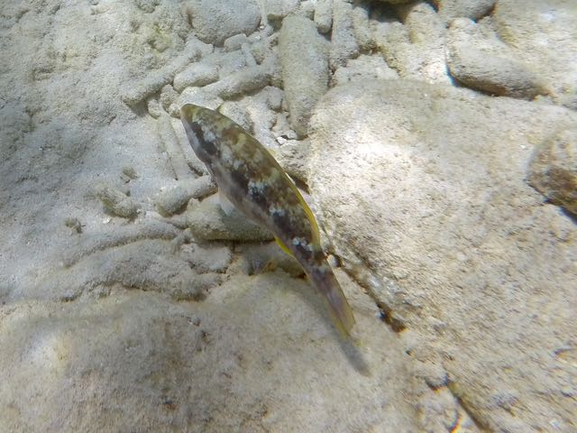 Bandtail Puffer (8