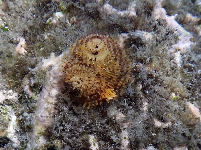 Christmastree Worm Close