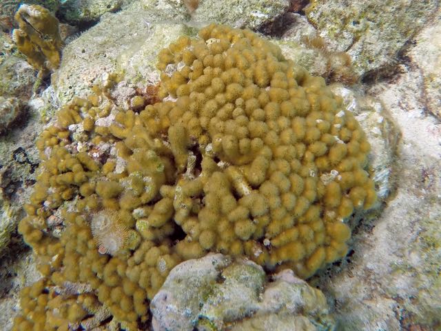Clubtip Finger Coral