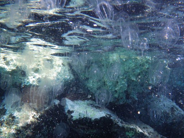 Comb Jellies (3