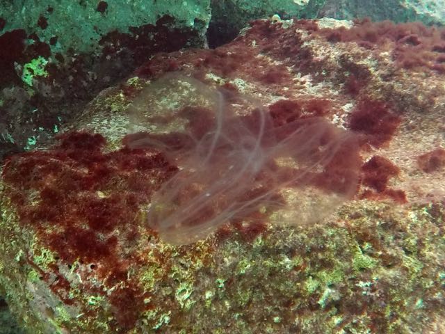 Comb Jelly (3