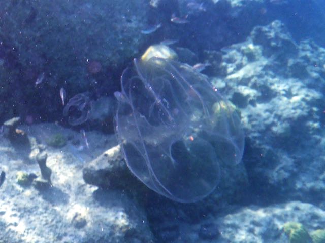 Comb Jelly (3
