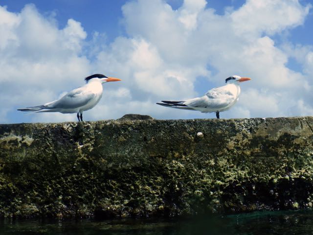 Common Tern