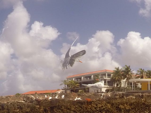 Commonf Tern