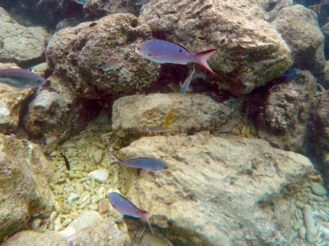Creolefish (8